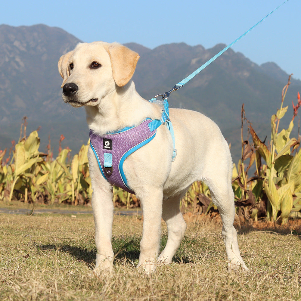 Discover the Comfort of Our Breathable Pet Harness