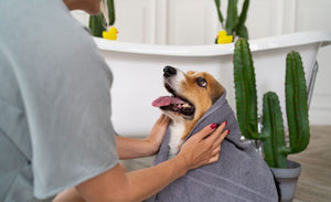 Essential Pet Grooming Tools For Healthy Pets