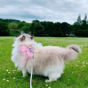 Unleash the Fun with Our Butterfly Flying Pet Leash!