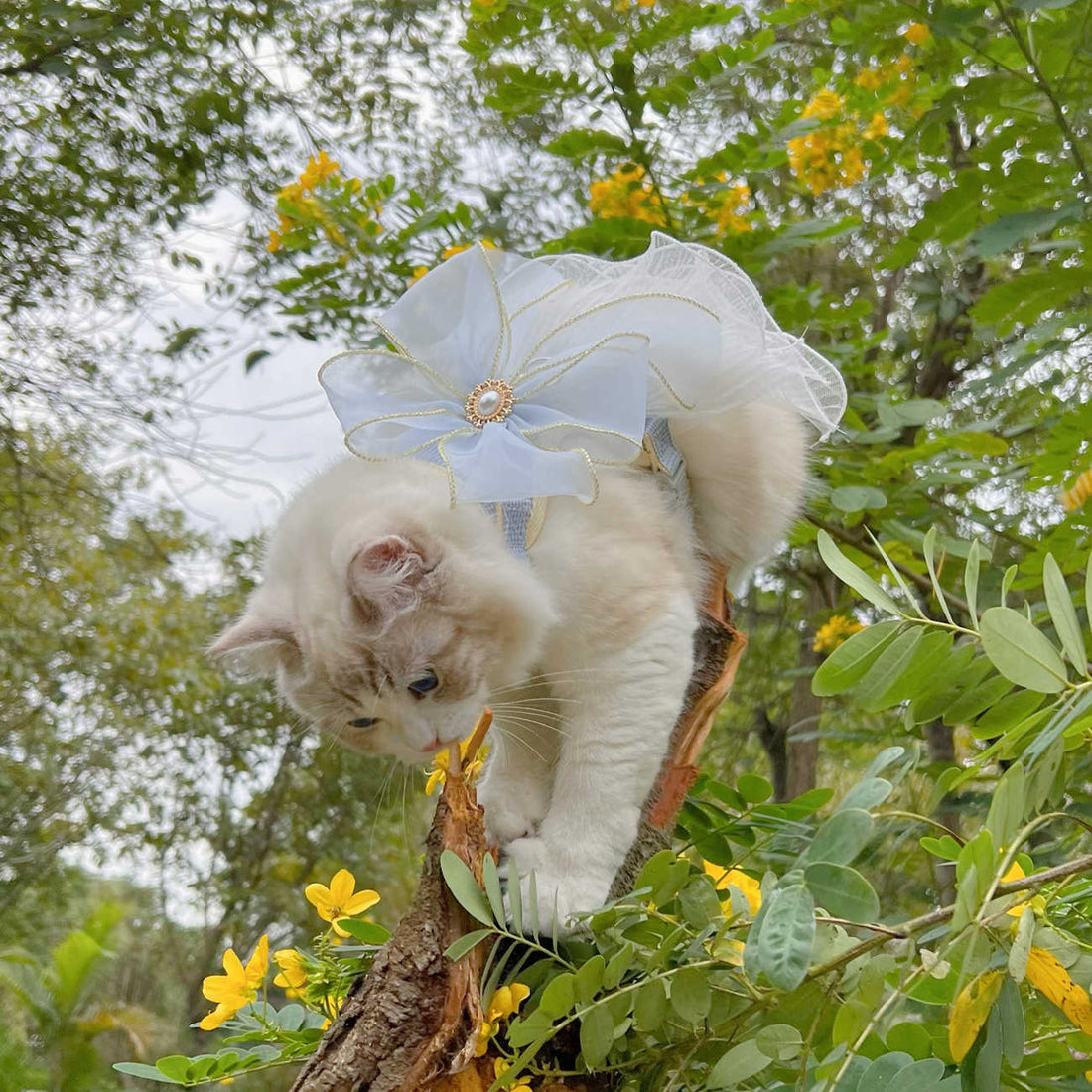 bdd3e2f3ad7e441f93074d5d89b1bff7